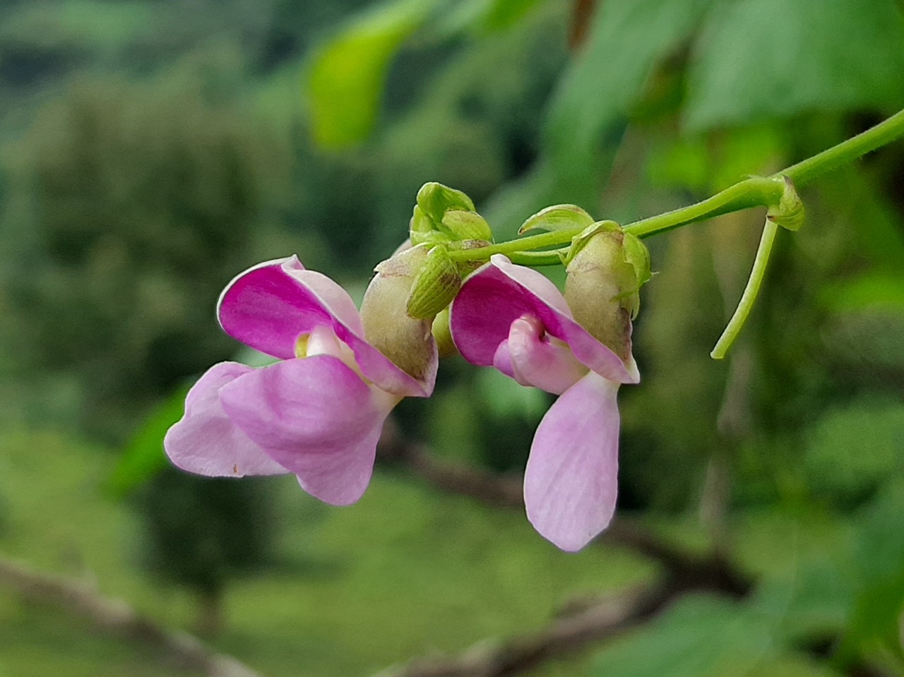 Phaseolus vulgaris