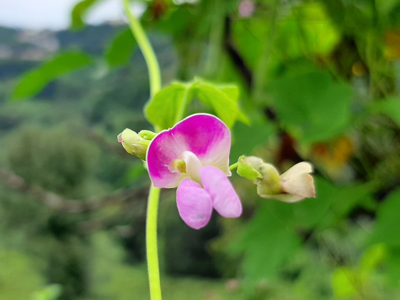 Phaseolus vulgaris