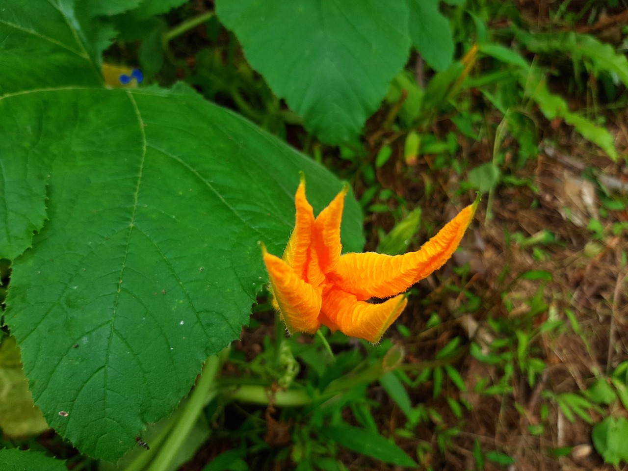 Cucurbita pepo