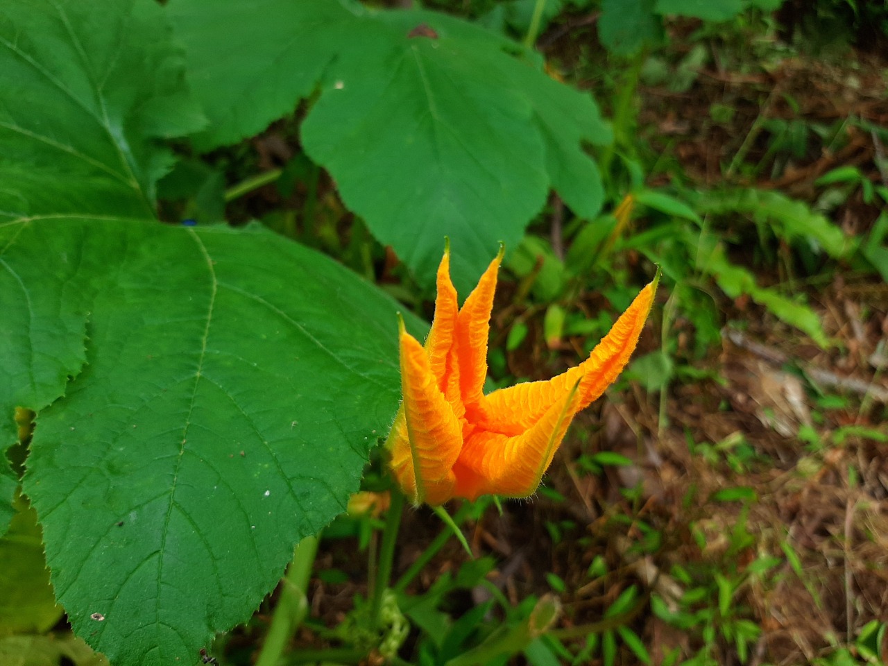 Cucurbita pepo