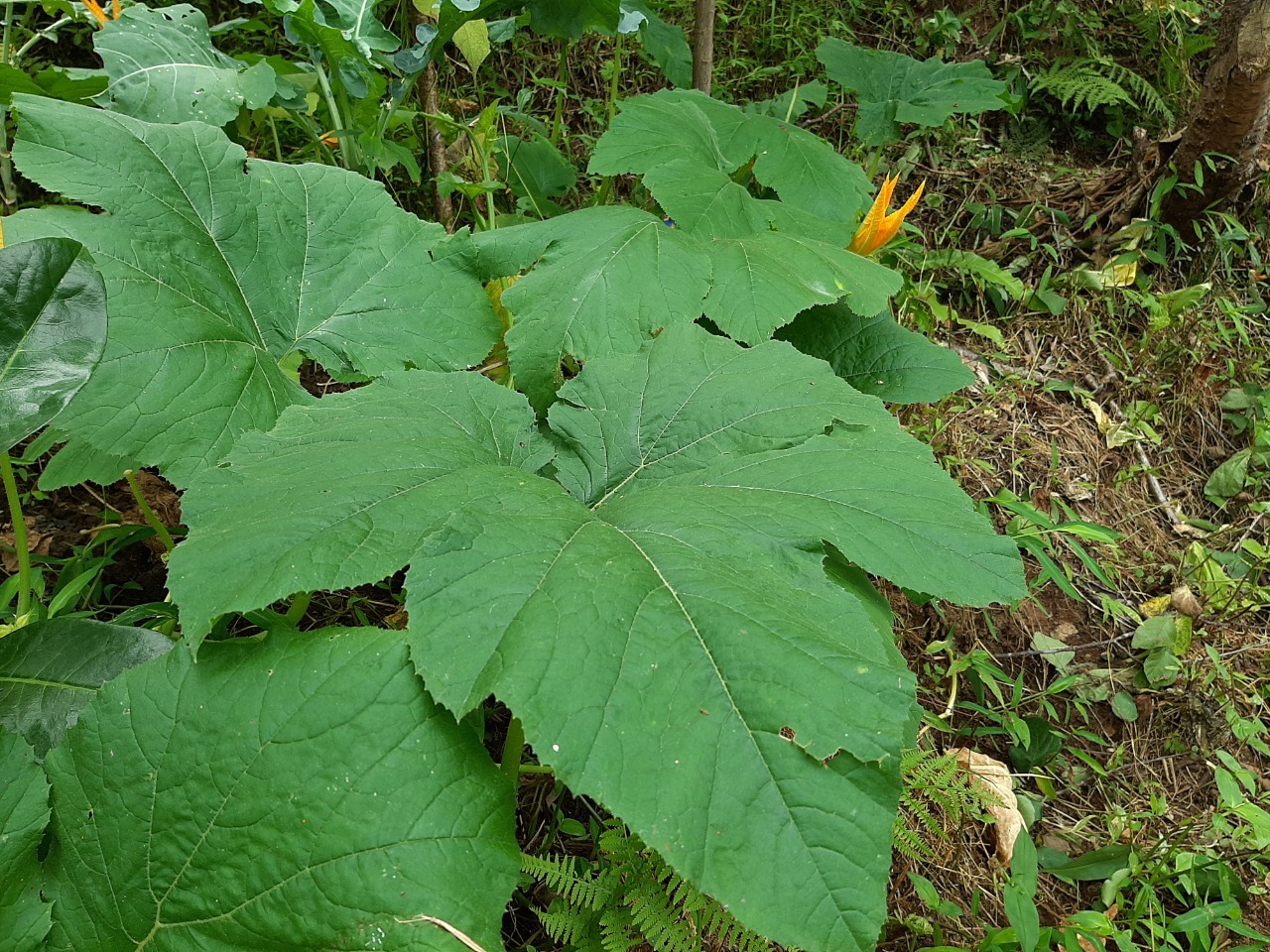 Cucurbita pepo