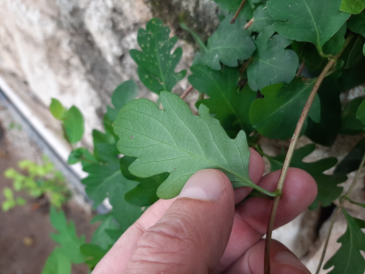 Ficus montana