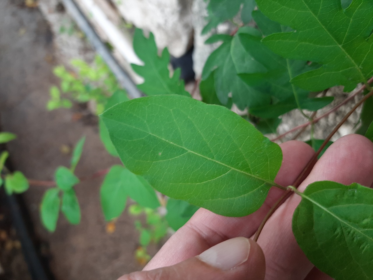 Ficus montana