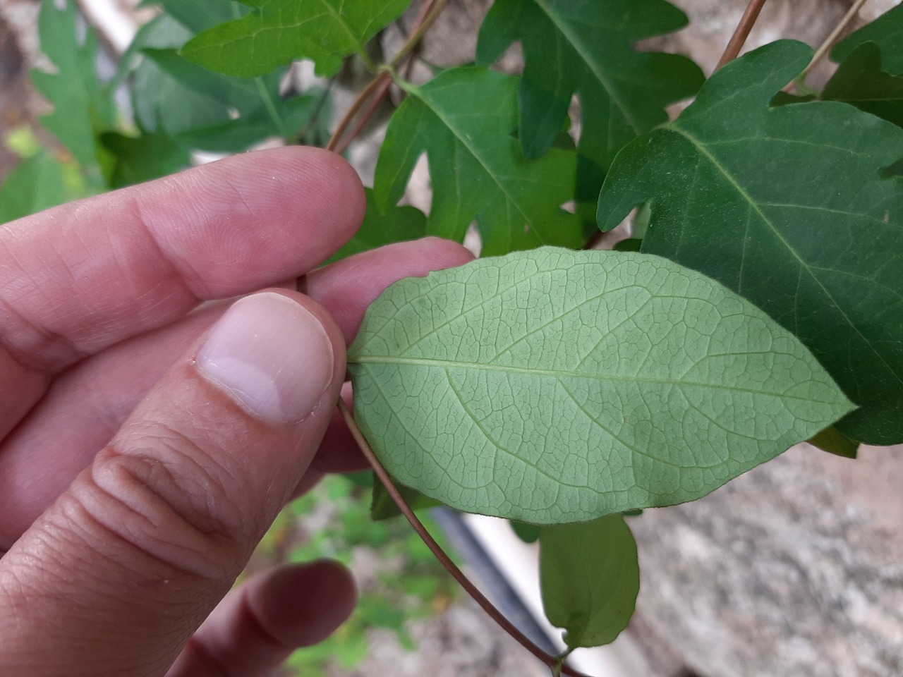 Ficus montana