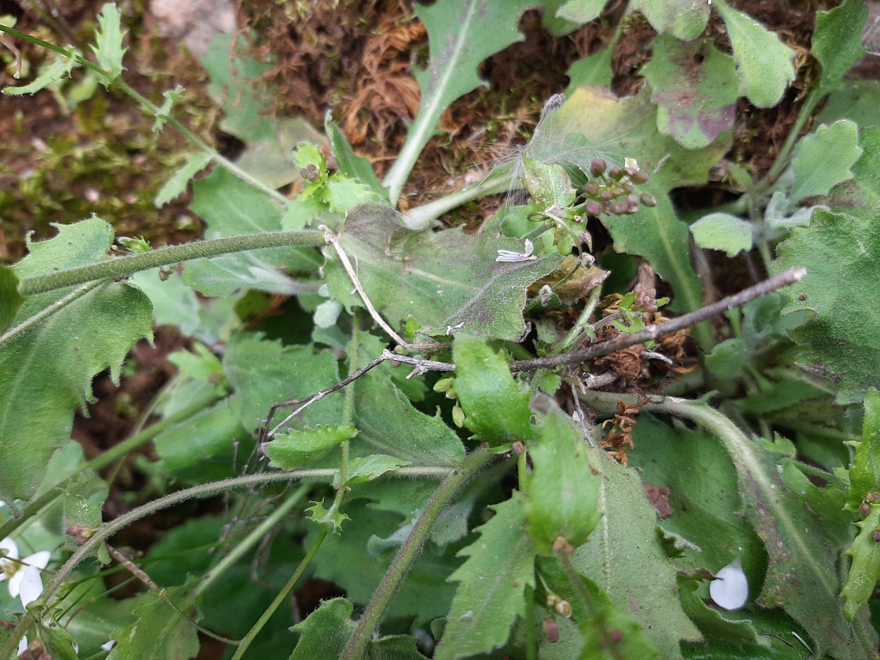 Arabis ionocalyx