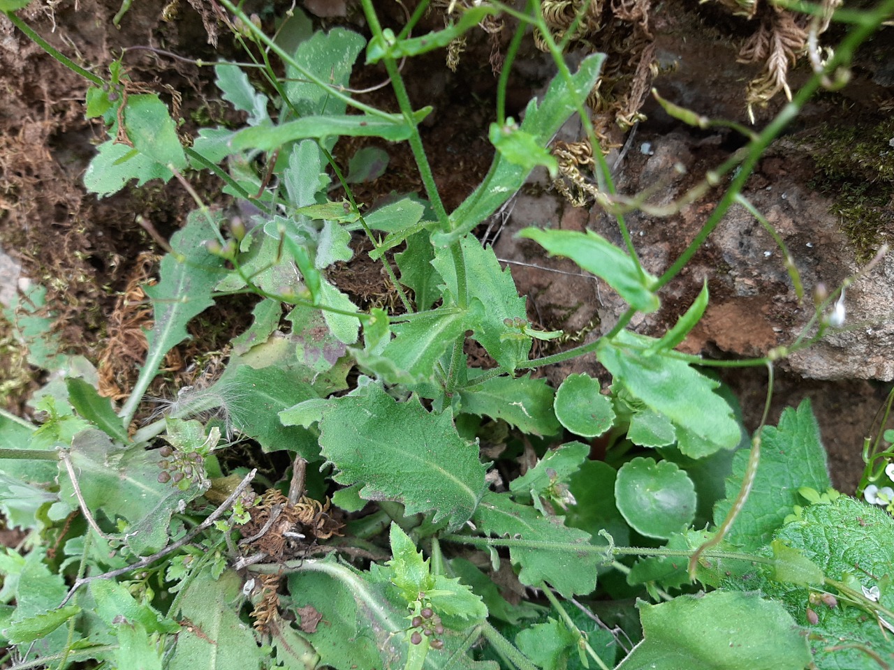 Arabis ionocalyx