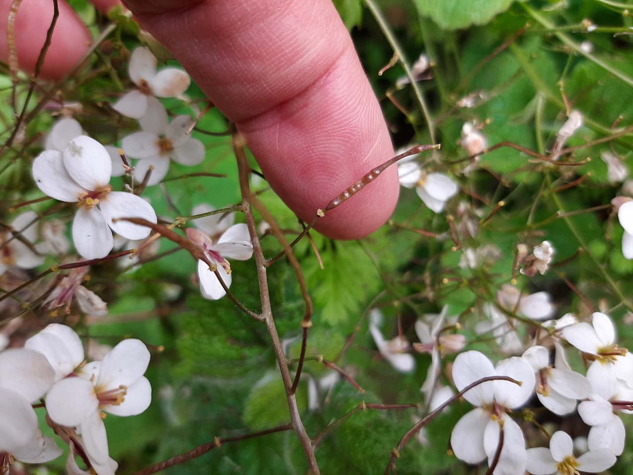 Arabis ionocalyx