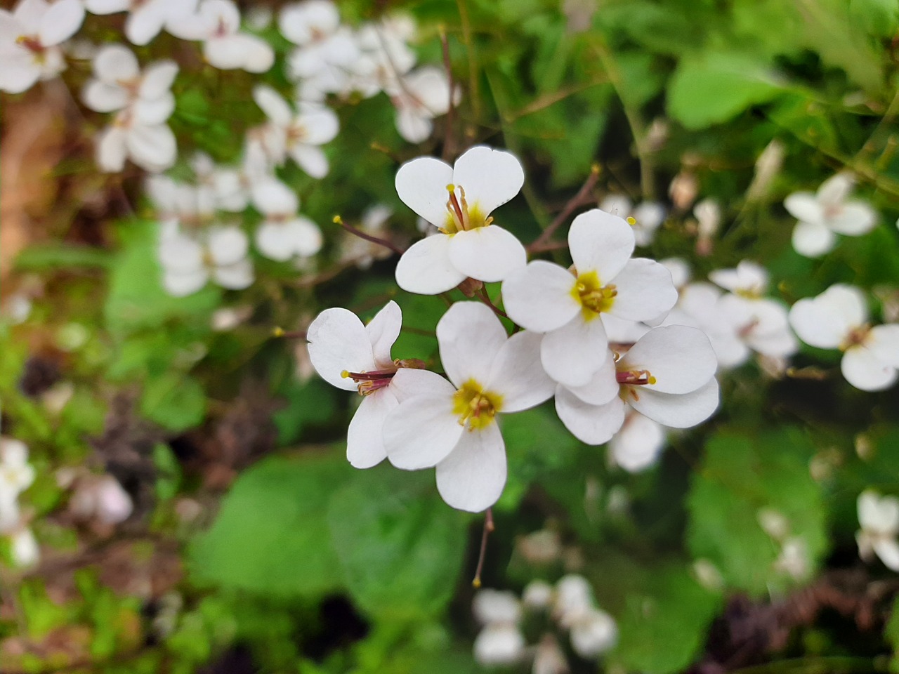 Arabis ionocalyx