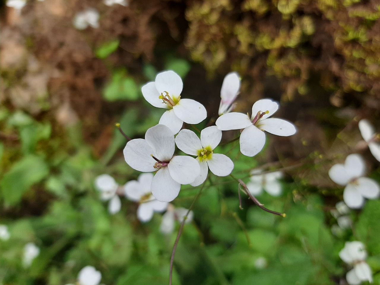 Arabis ionocalyx