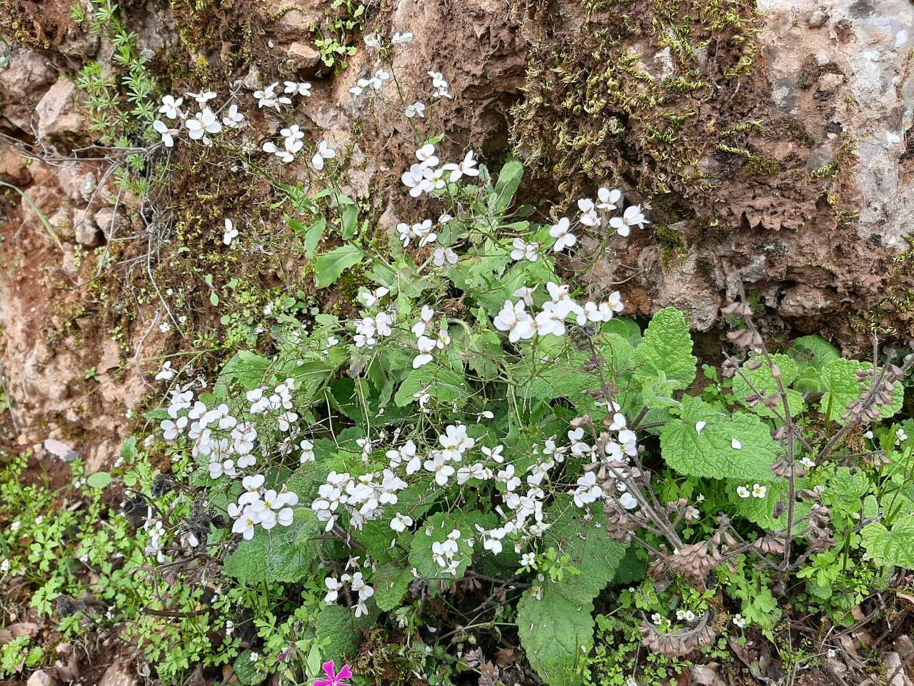 Arabis ionocalyx