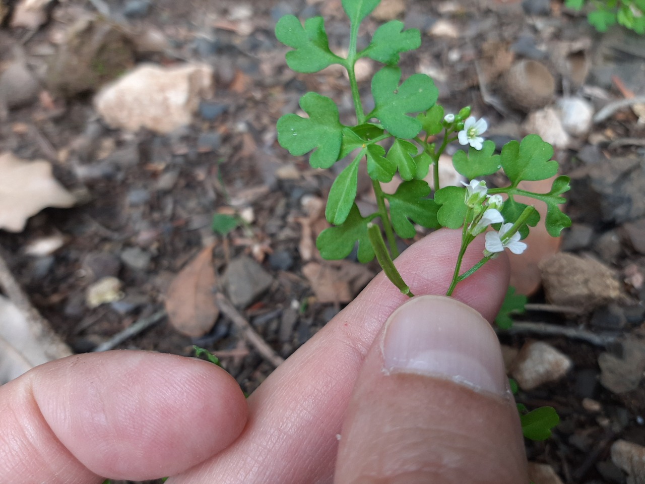 Cardamine graeca