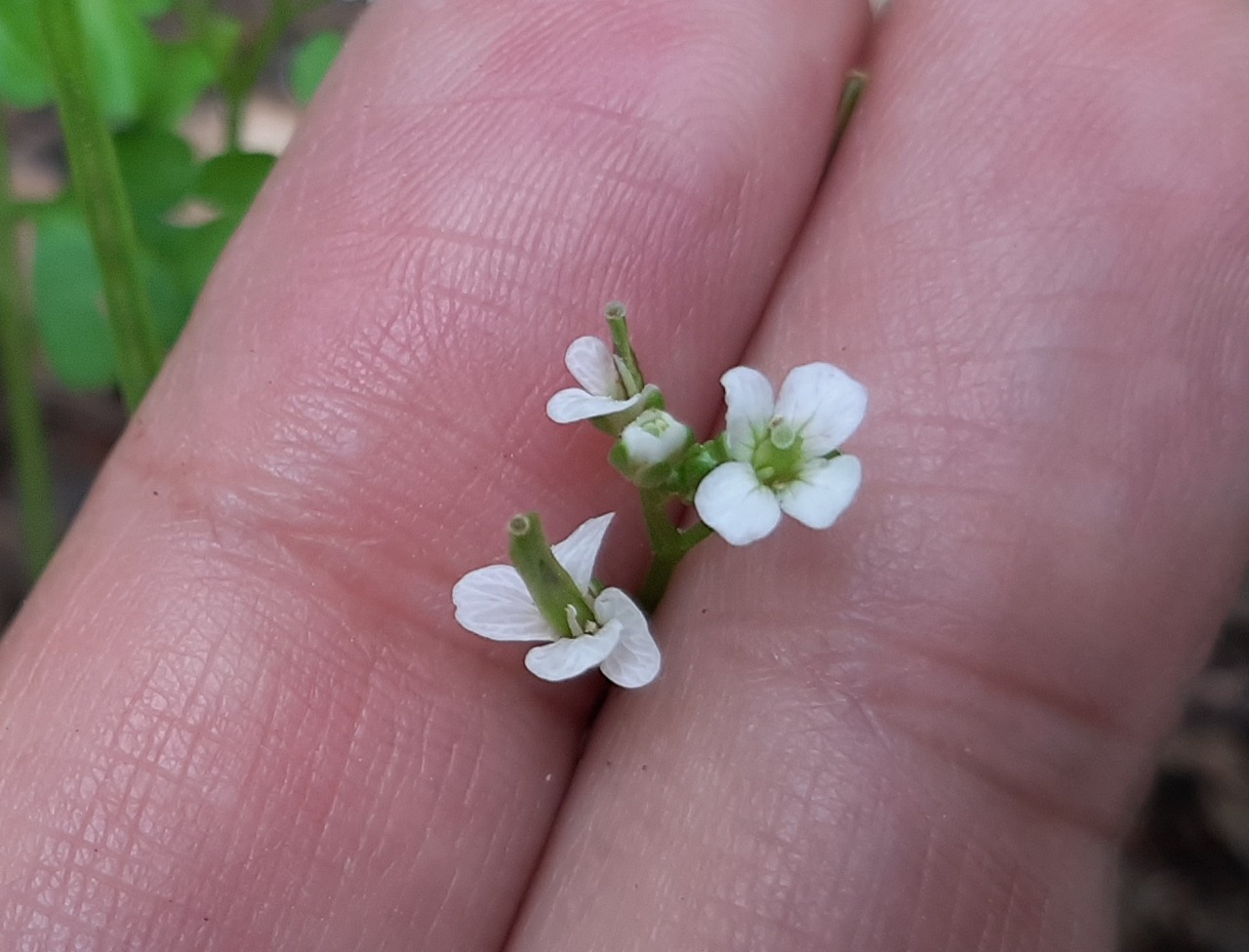 Cardamine graeca