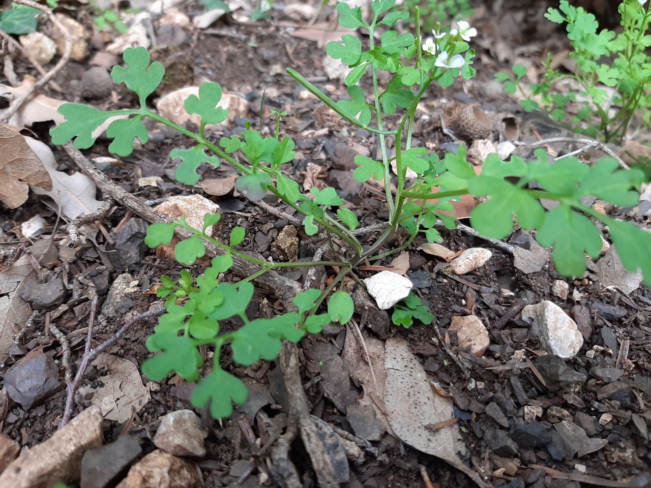 Cardamine graeca