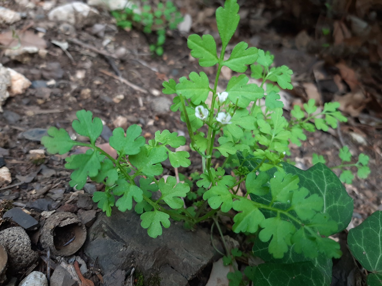 Cardamine graeca