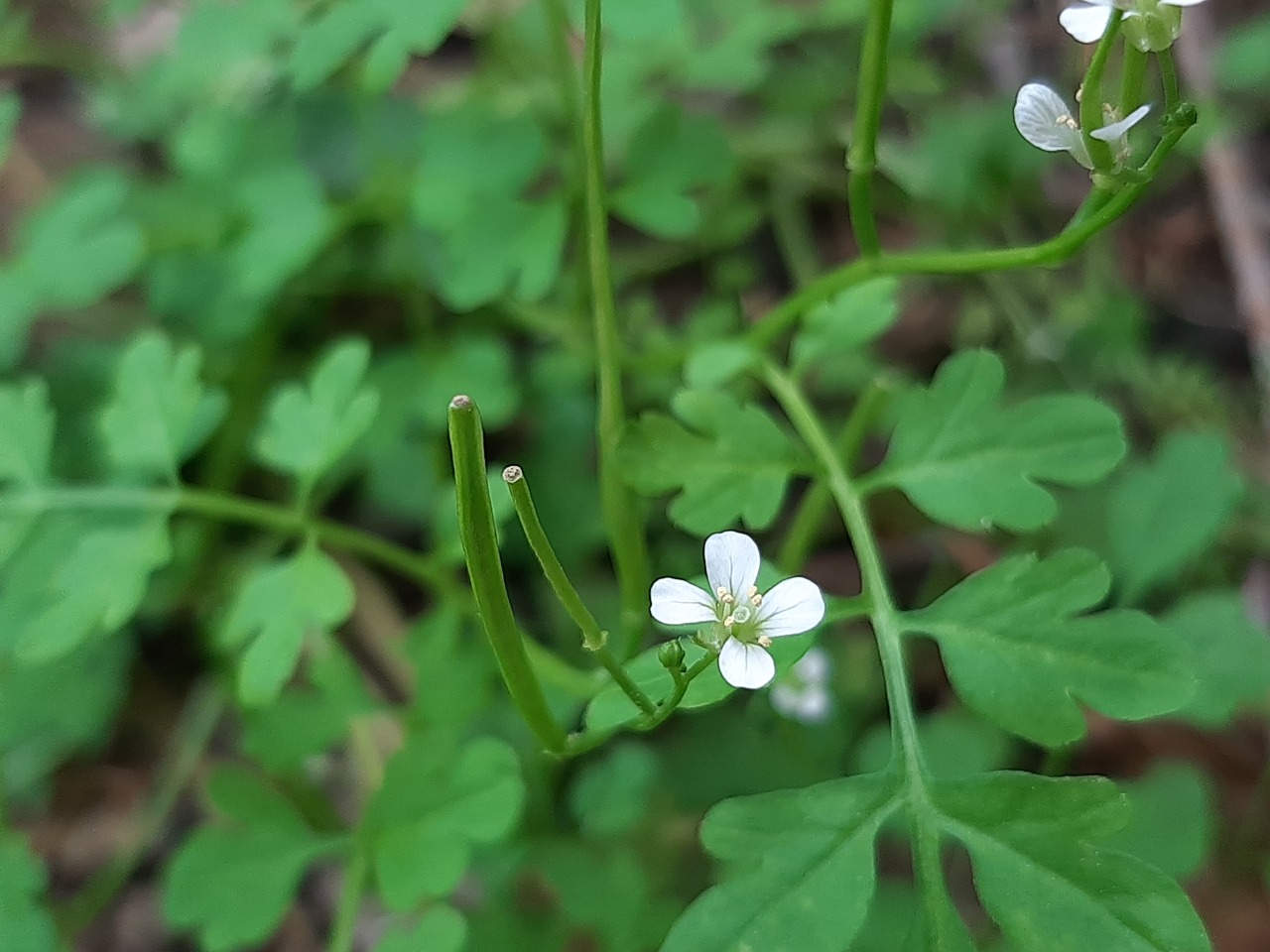 Cardamine graeca