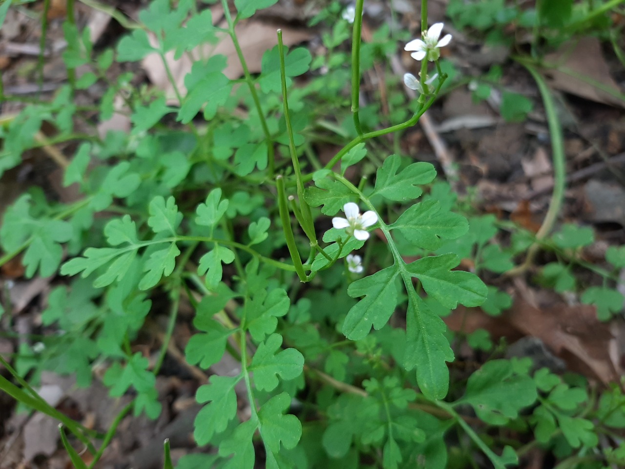 Cardamine graeca