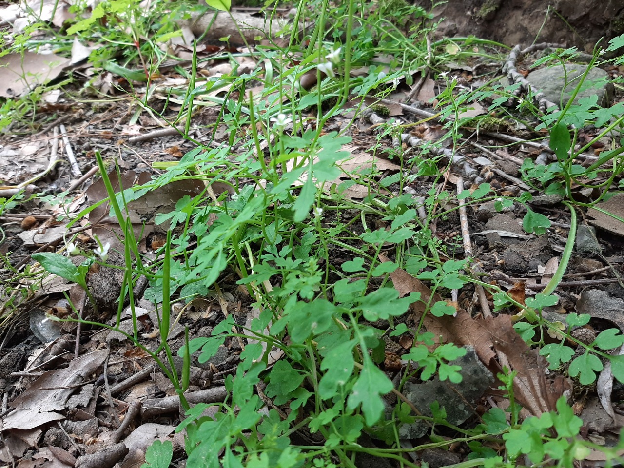 Cardamine graeca