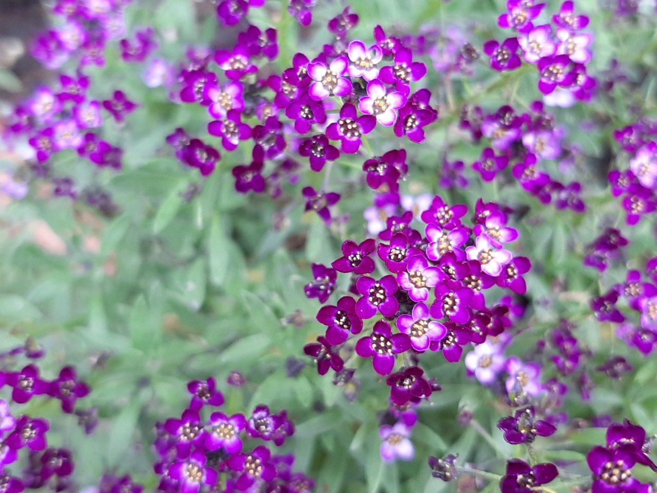 Lobularia maritima