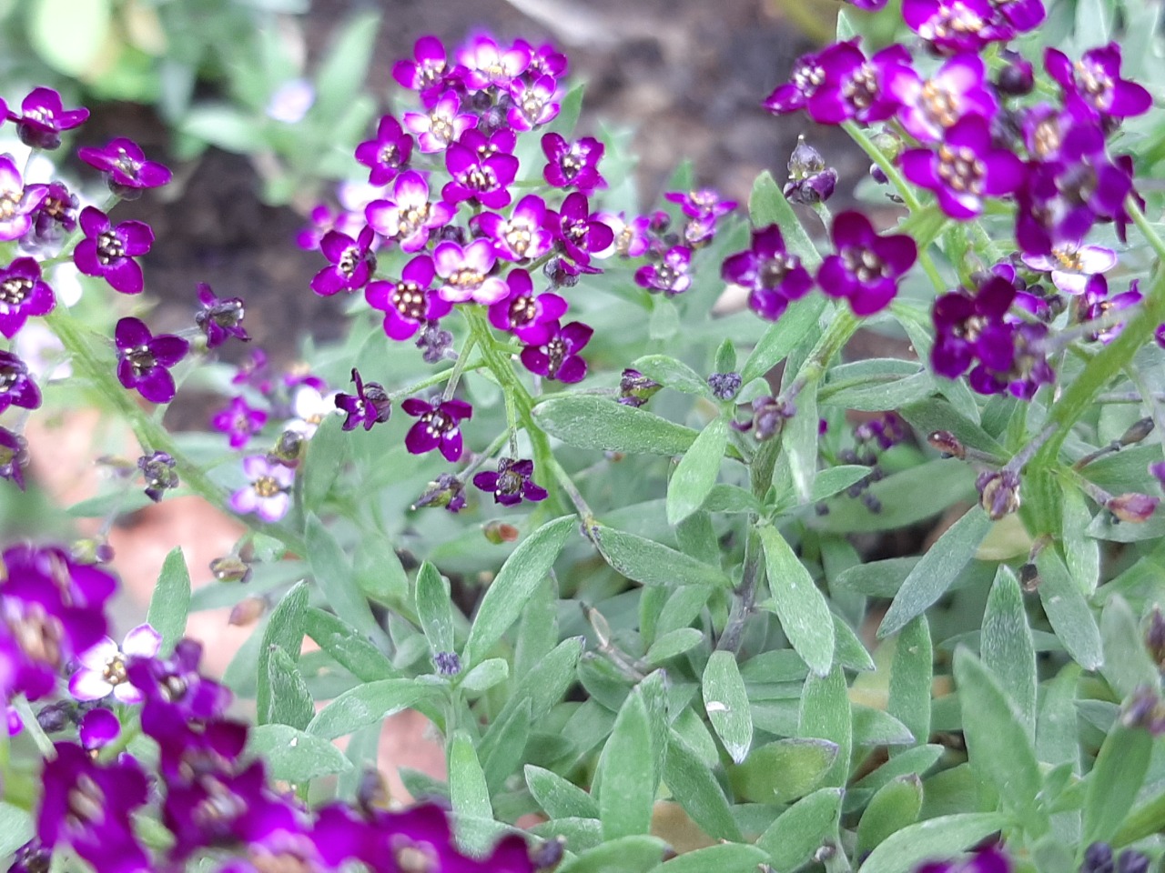 Lobularia maritima