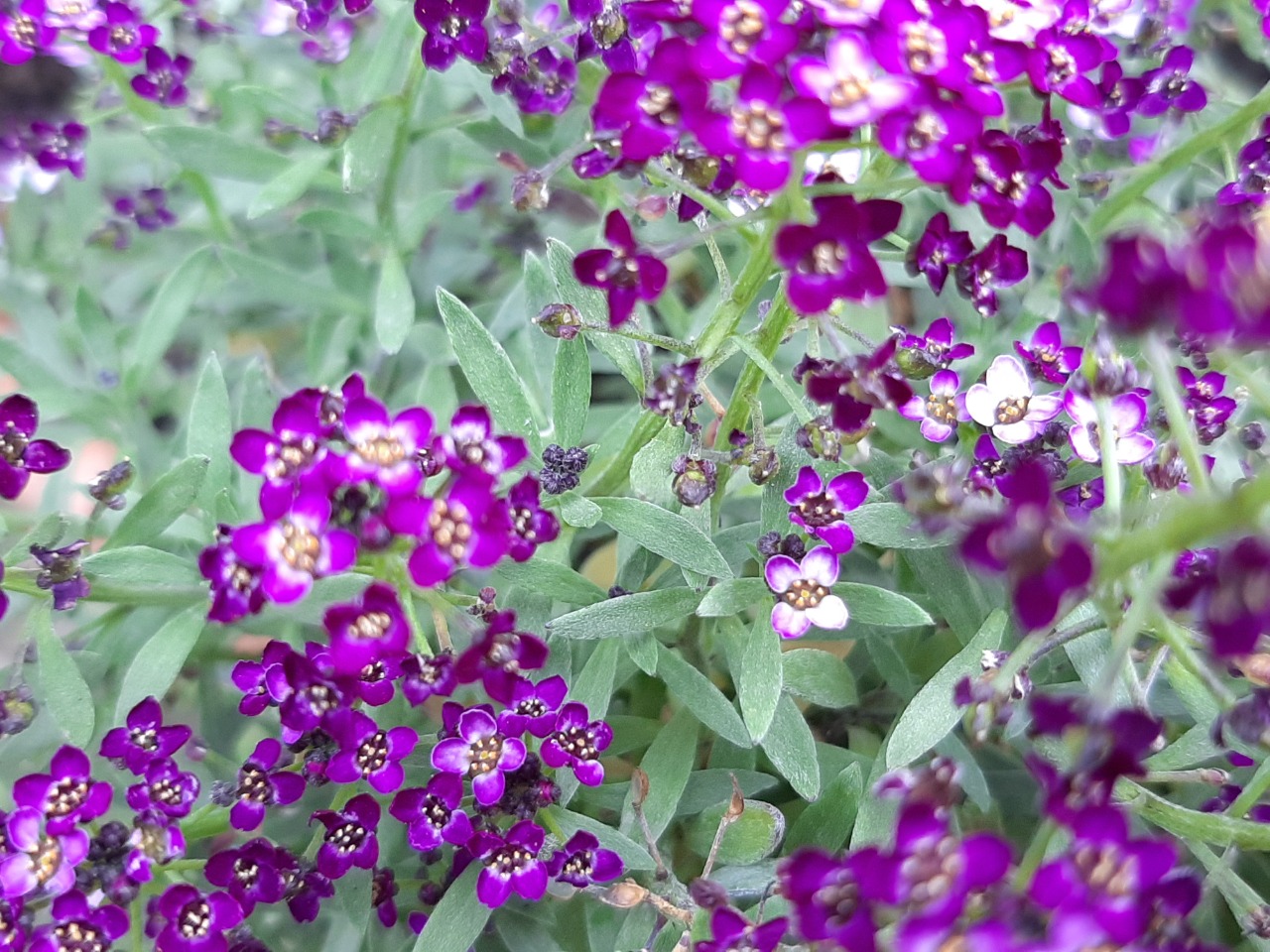 Lobularia maritima