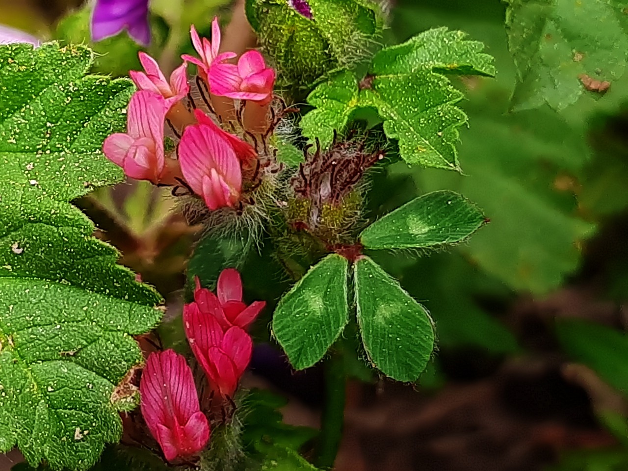 Trifolium pauciflorum