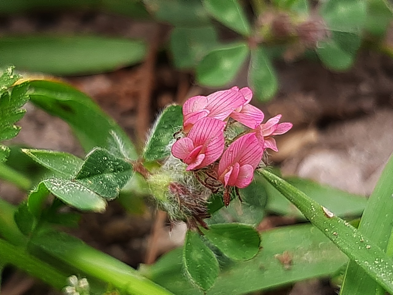 Trifolium pauciflorum