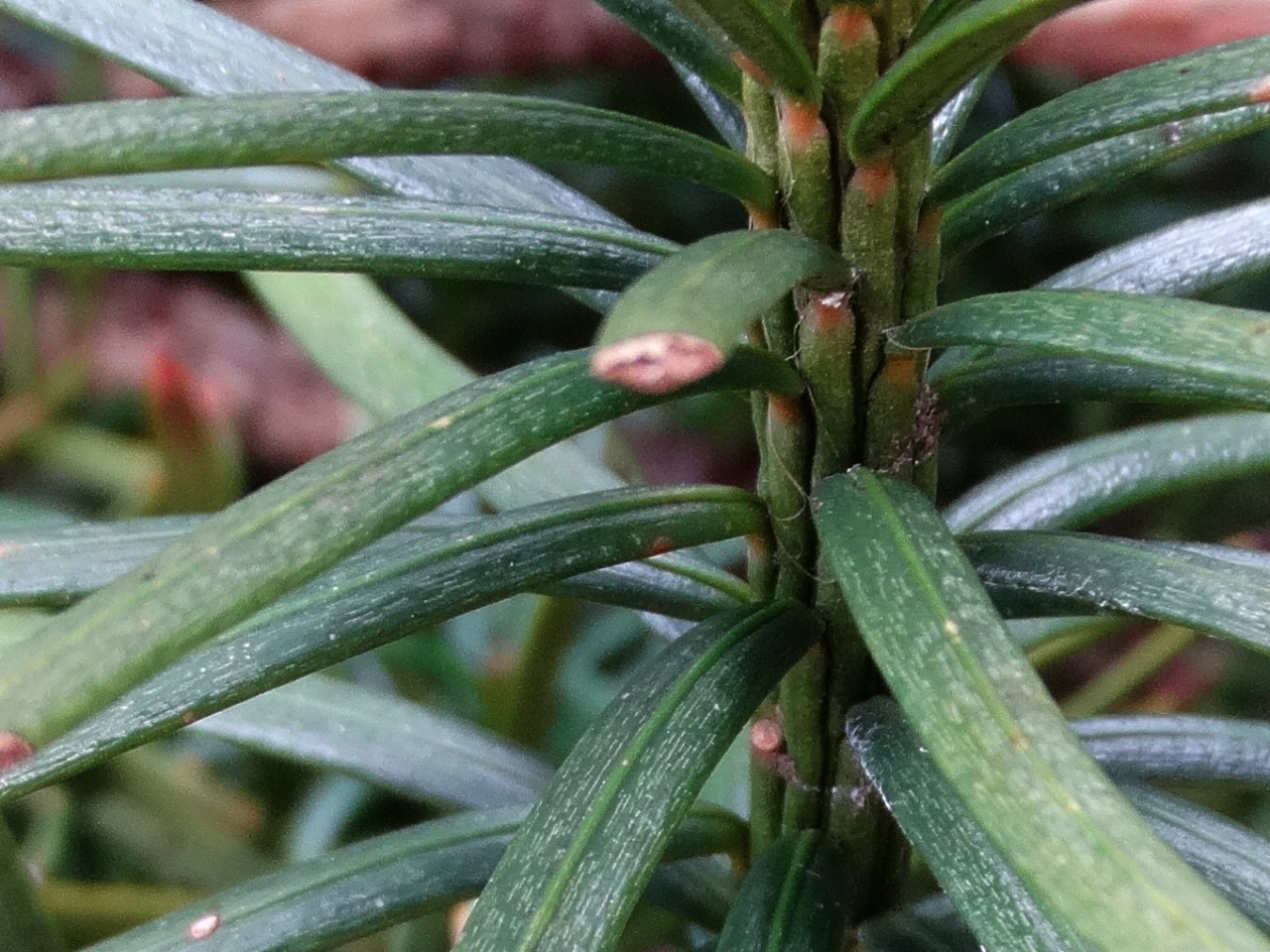 Cephalotaxus harringtonii