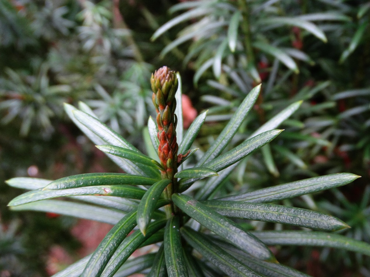 Cephalotaxus harringtonii