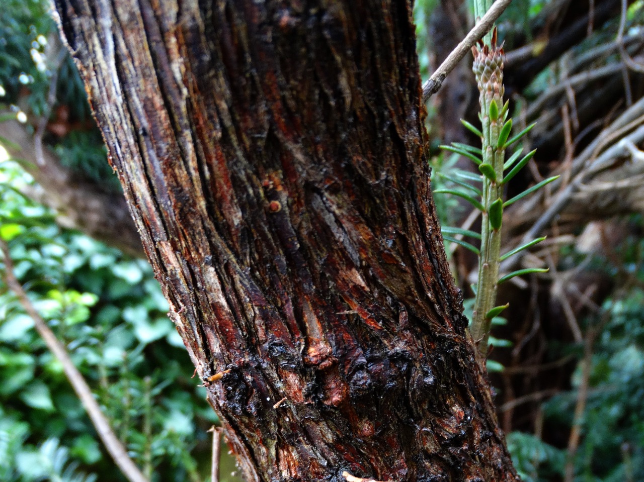 Cephalotaxus harringtonii