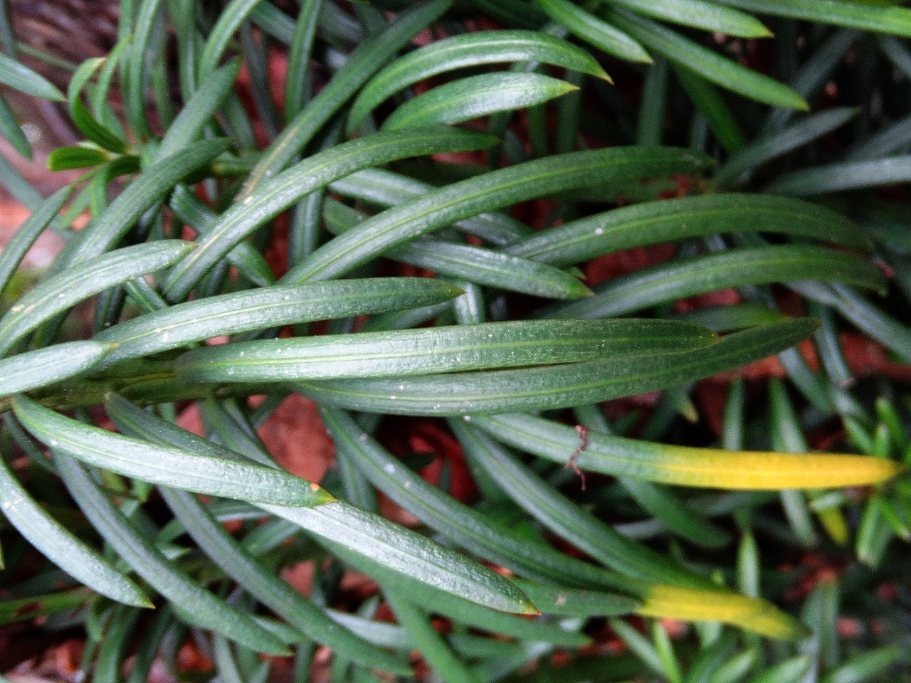 Cephalotaxus harringtonii