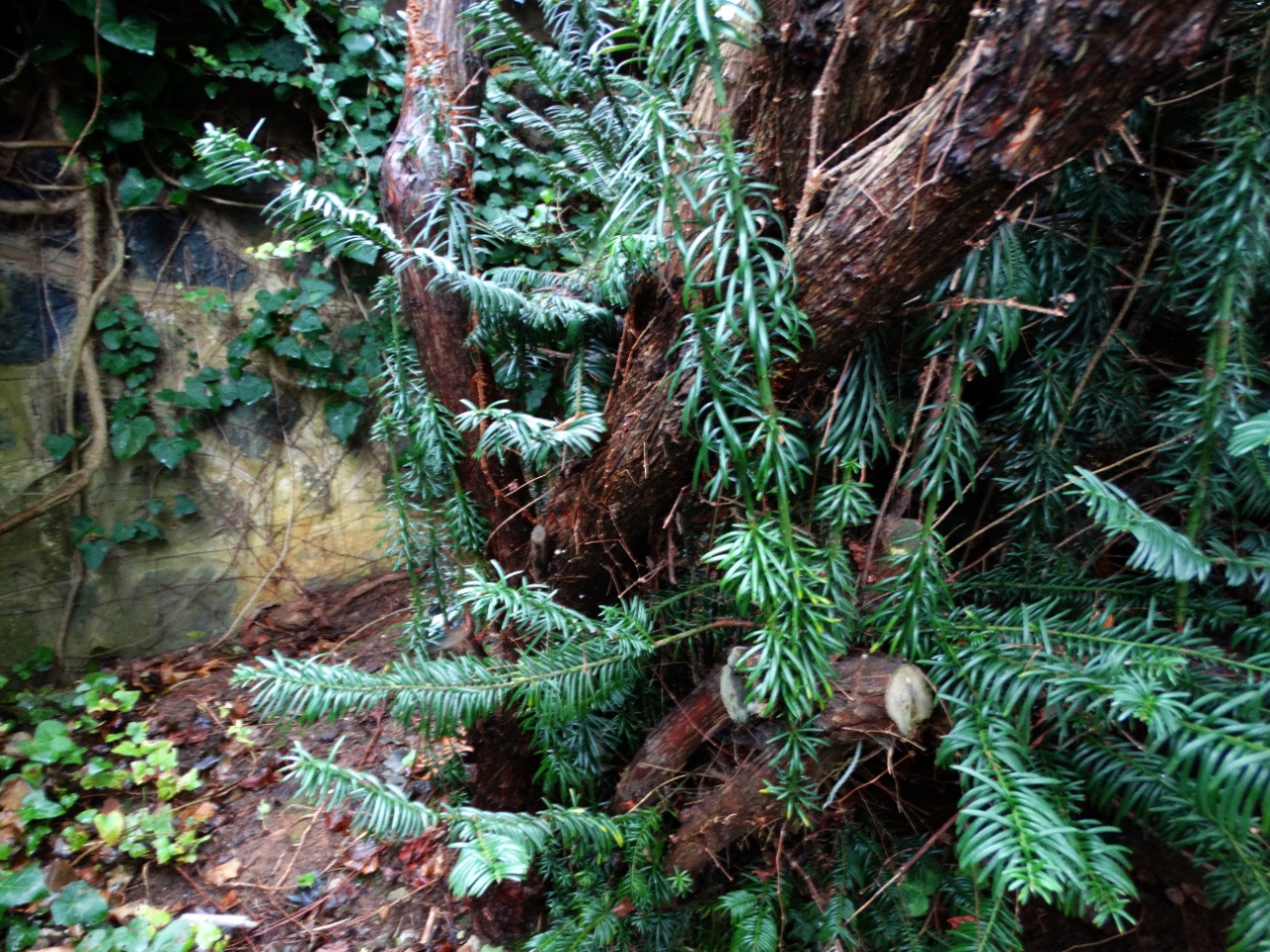 Cephalotaxus harringtonii