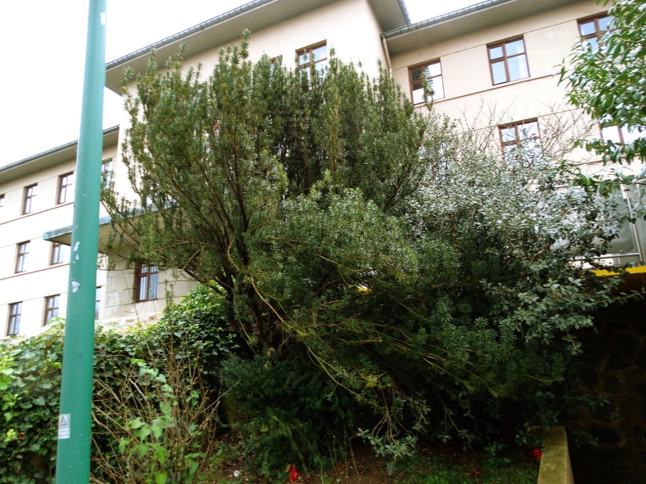 Cephalotaxus harringtonii