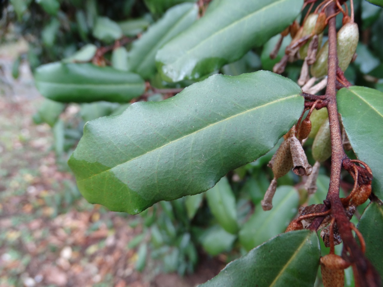 Elaeagnus pungens