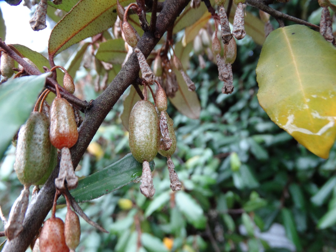 Elaeagnus pungens