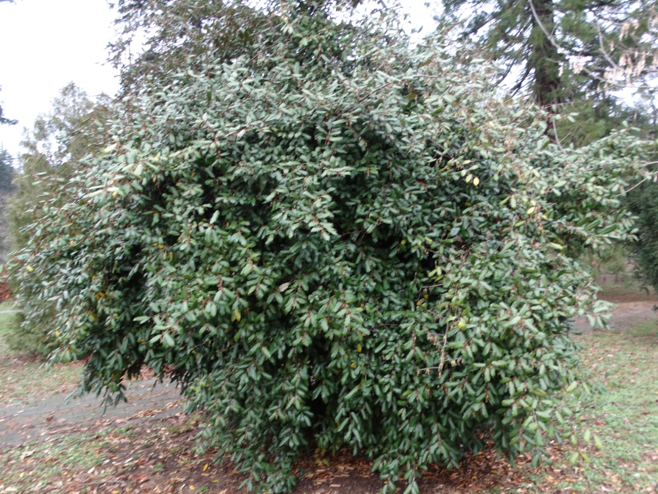 Elaeagnus pungens