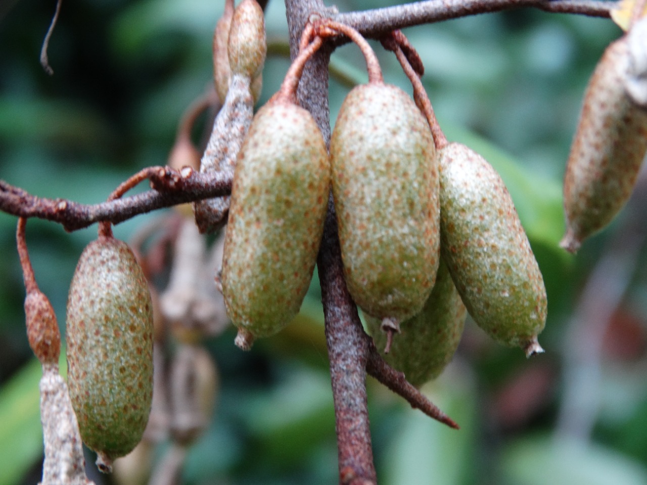 Elaeagnus pungens