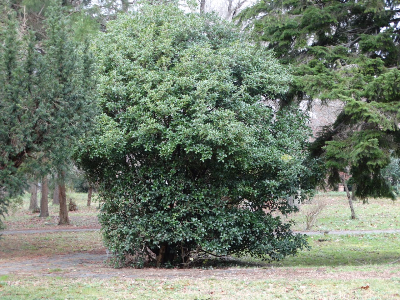 Elaeagnus pungens