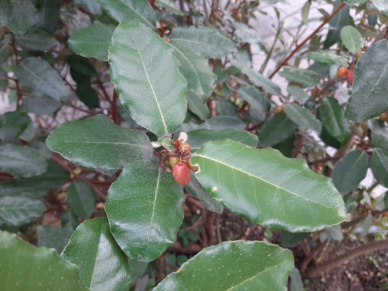 Elaeagnus pungens