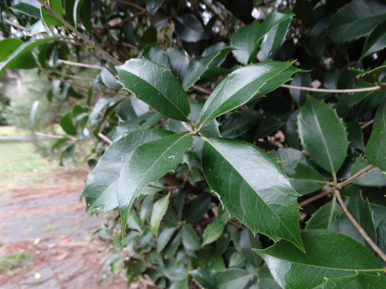 Osmanthus heterophyllus