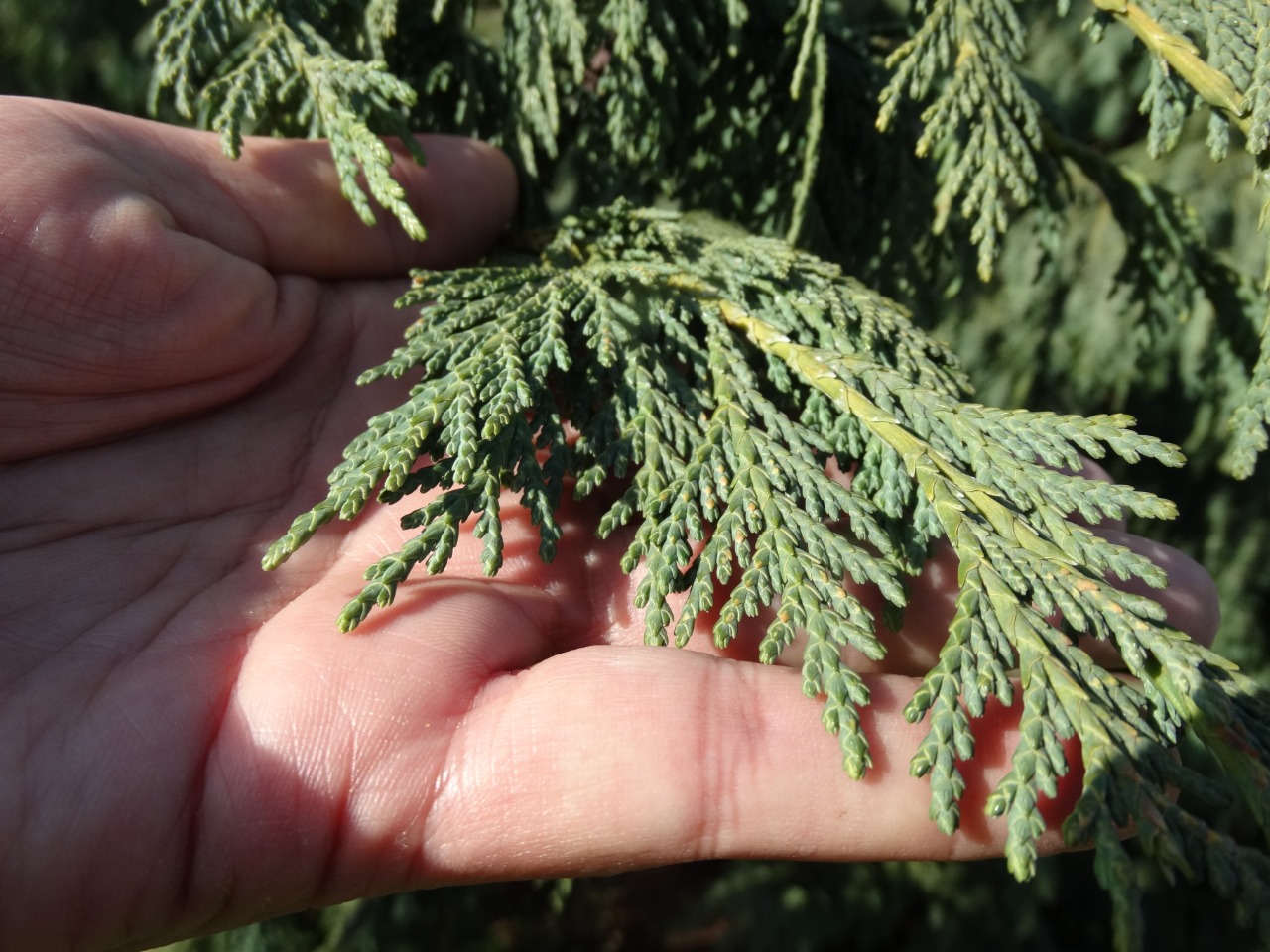 Callitropsis nootkatensis