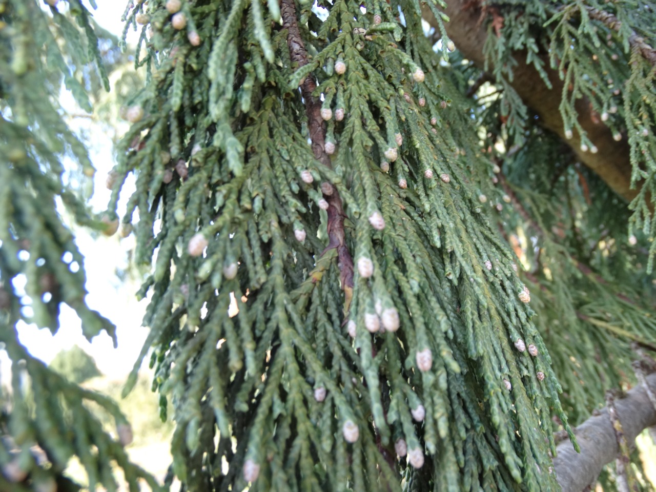 Callitropsis nootkatensis