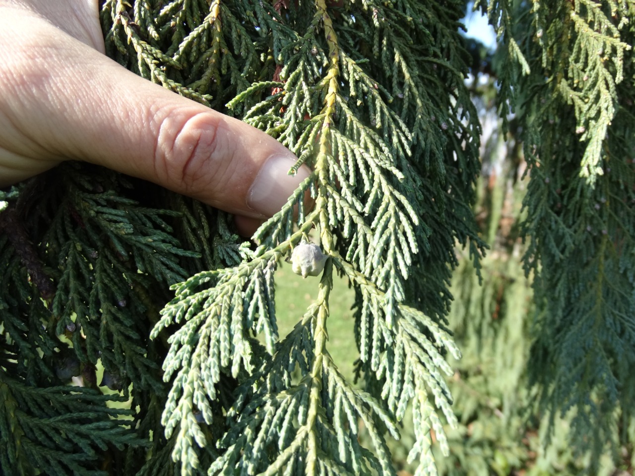 Callitropsis nootkatensis