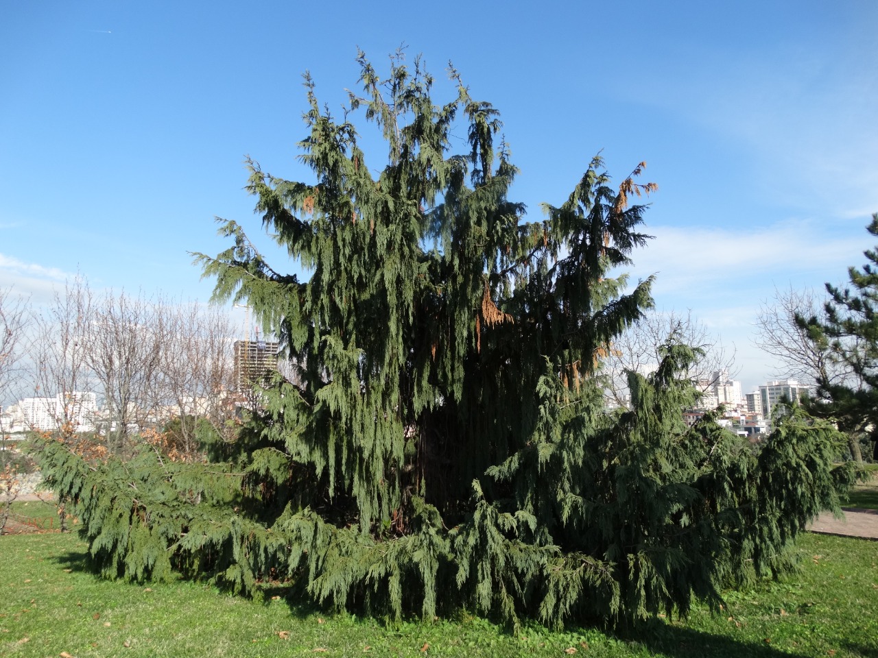 Callitropsis nootkatensis