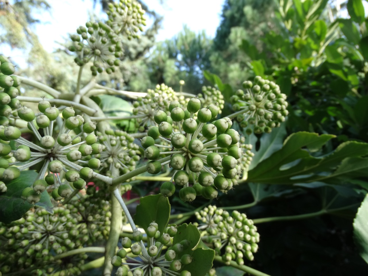 Fatsia japonica