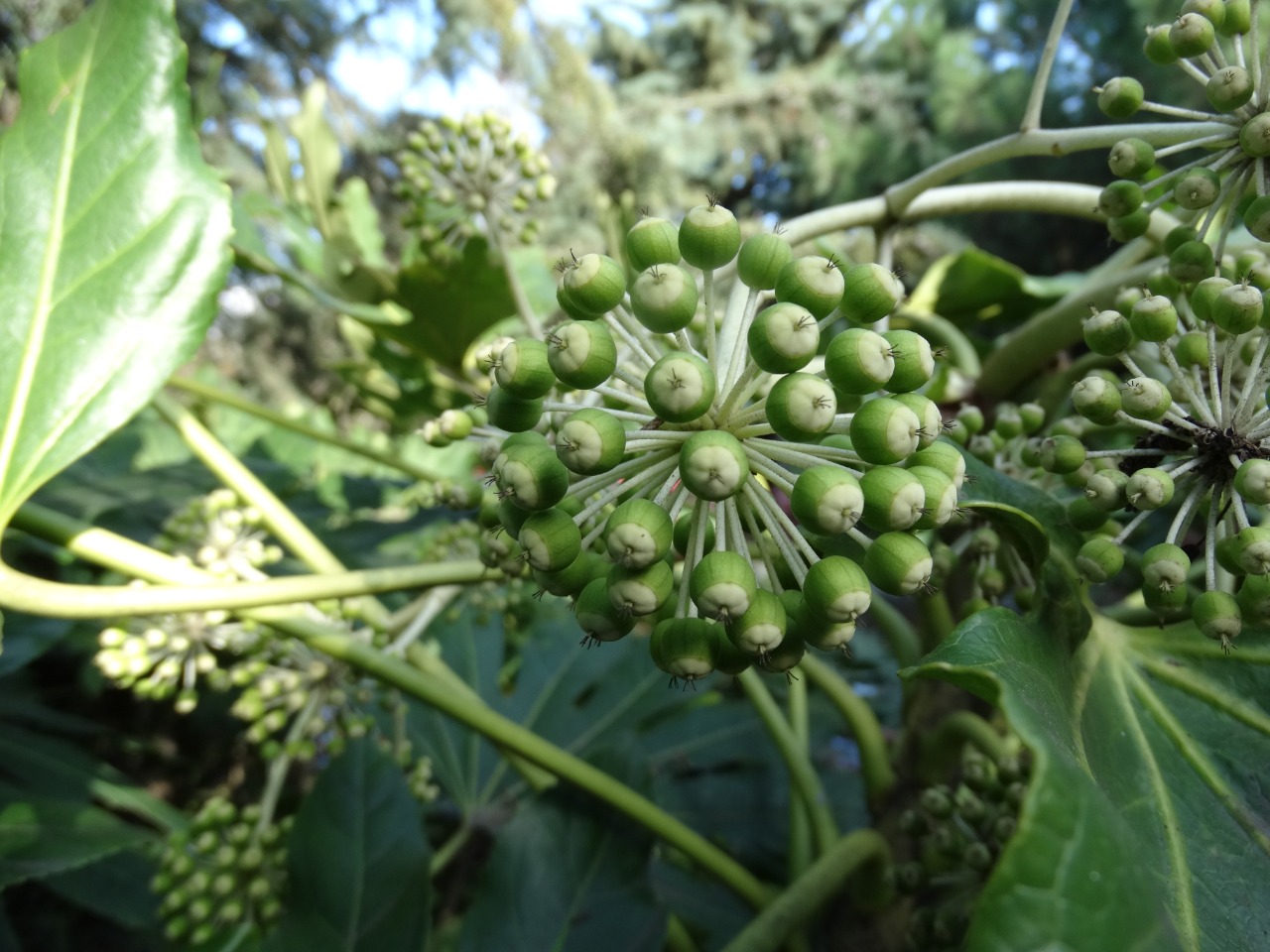 Fatsia japonica