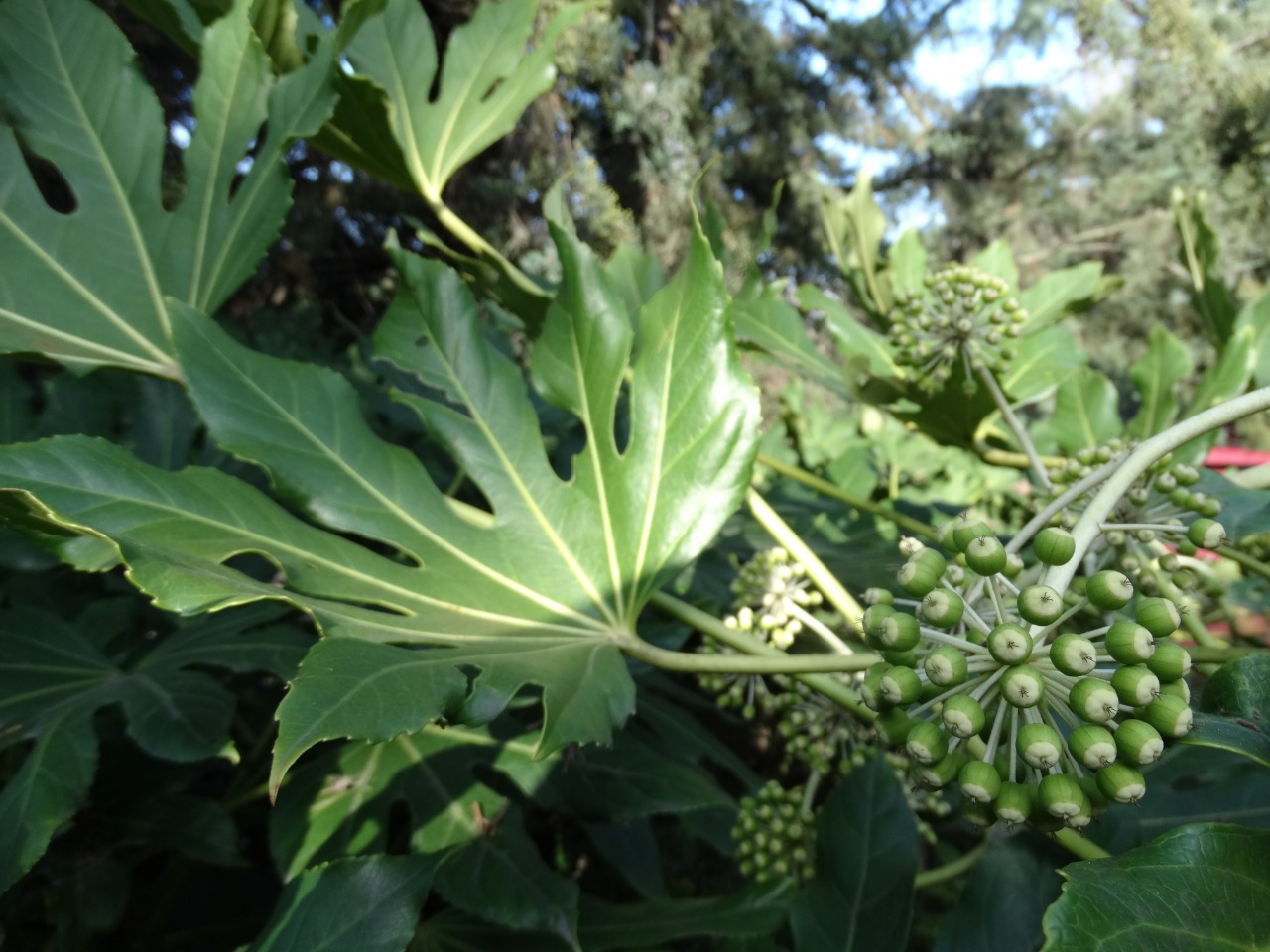 Fatsia japonica