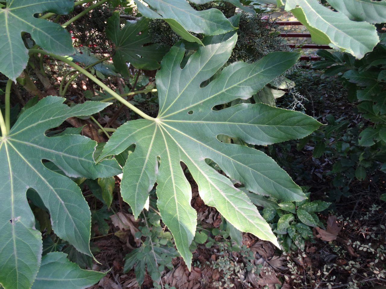 Fatsia japonica