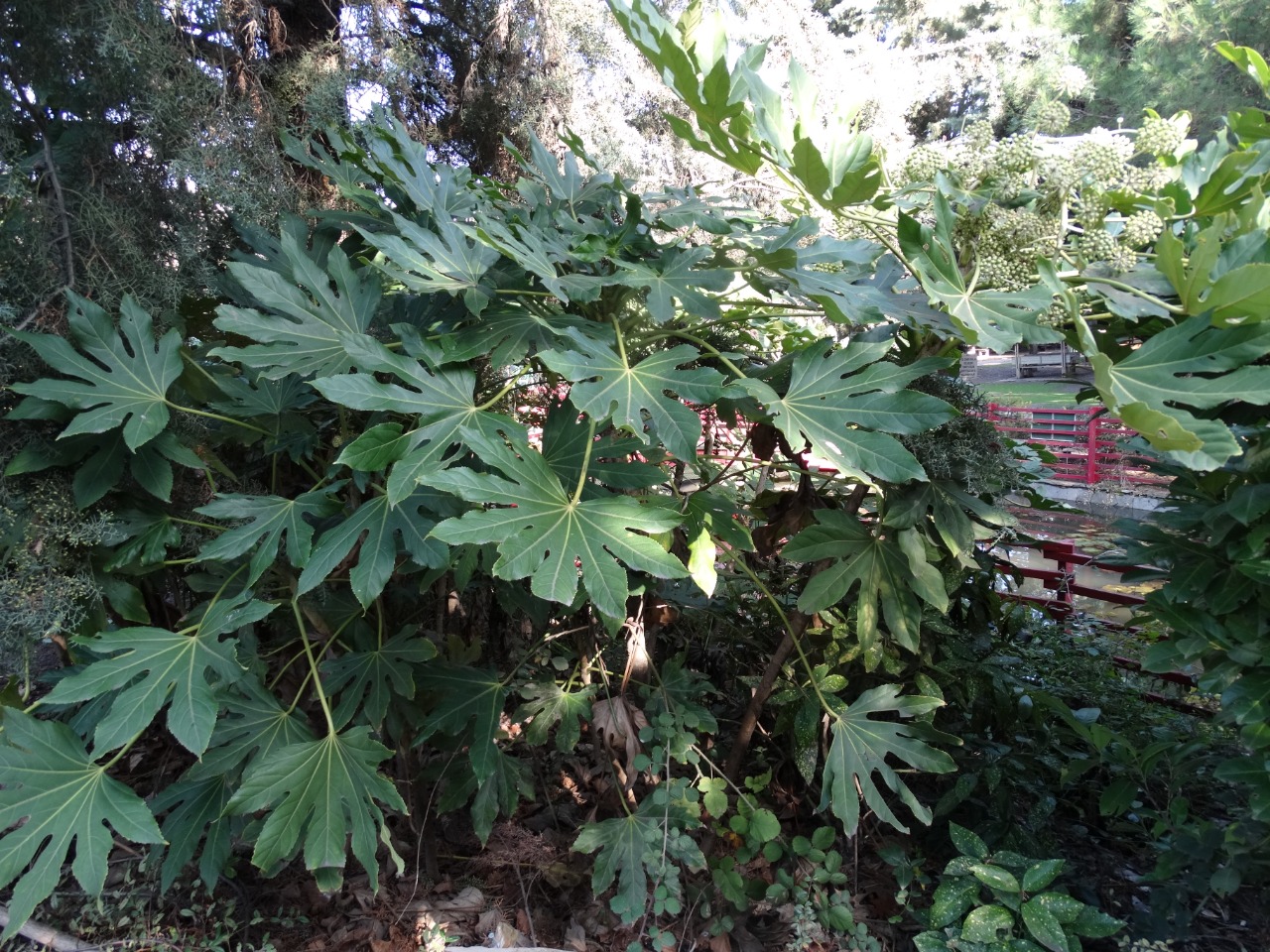 Fatsia japonica