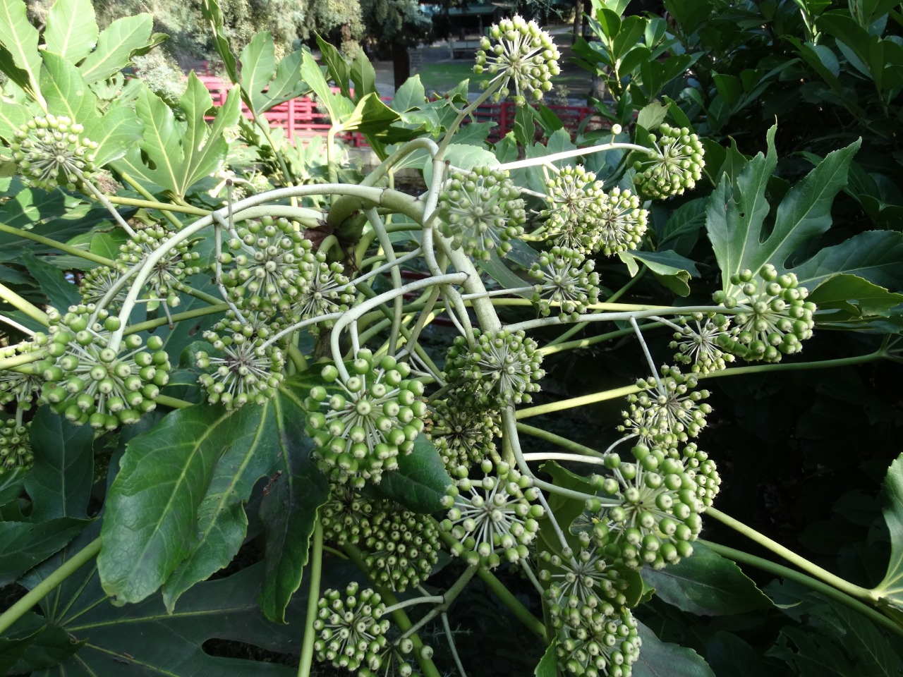 Fatsia japonica