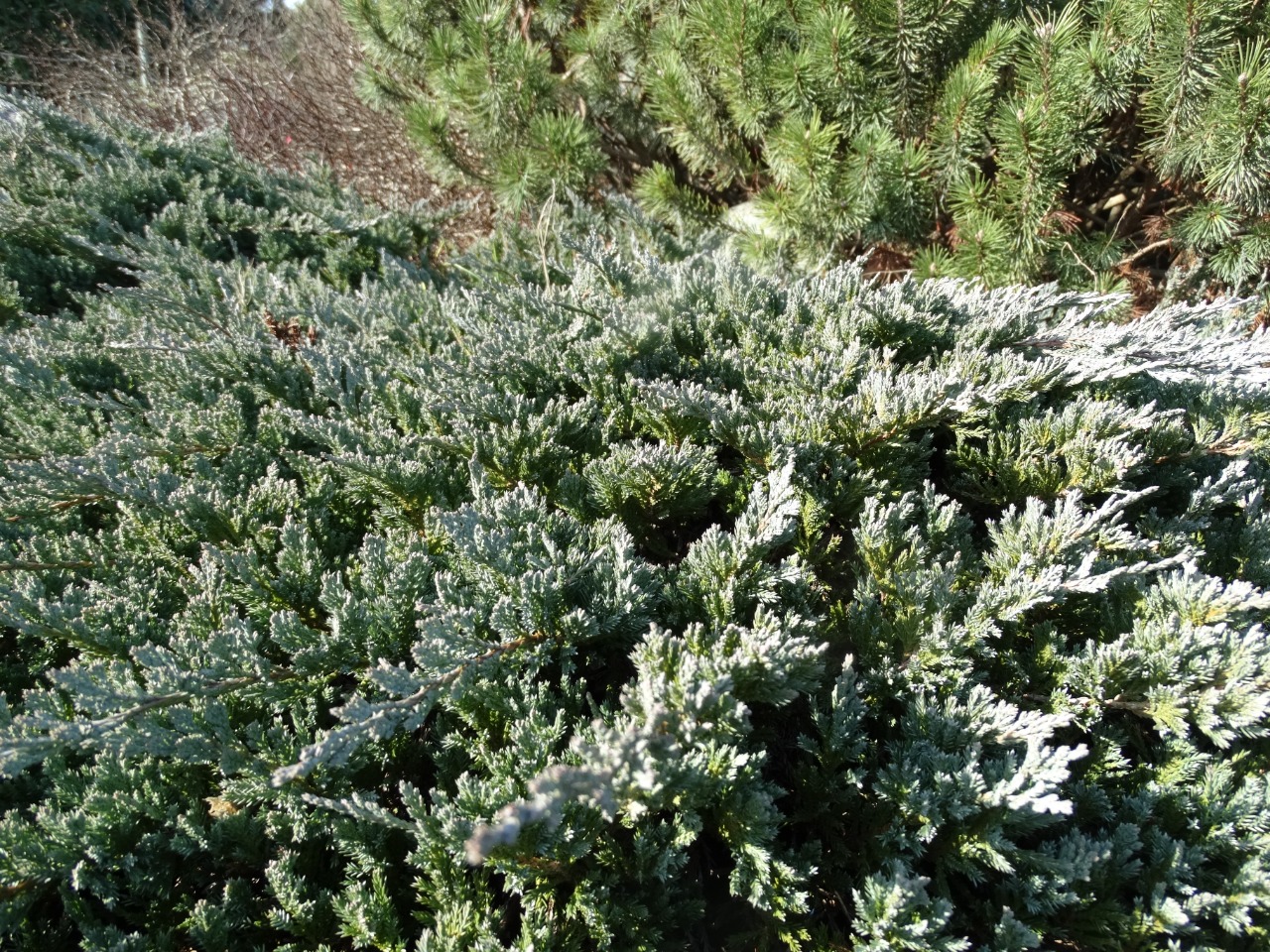 Juniperus squamata